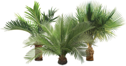 Jobes Organics 09126 Palm Tree Granular Plant Food, 4 lb